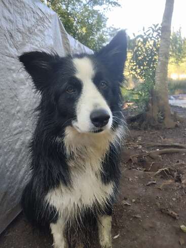 Un border collie noir et blanc est assis dehors sur la terre battue et regarde attentivement l'appareil photo. On aperçoit des arbres et une bâche à l'arrière-plan, ce qui évoque la nature.