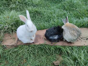 Trois lapins — un blanc, un noir et un brun — sont assis sur une planche de bois au milieu d'un pré verdoyant. Le lapin blanc est tourné vers l'avant, les autres lui tournent le dos.