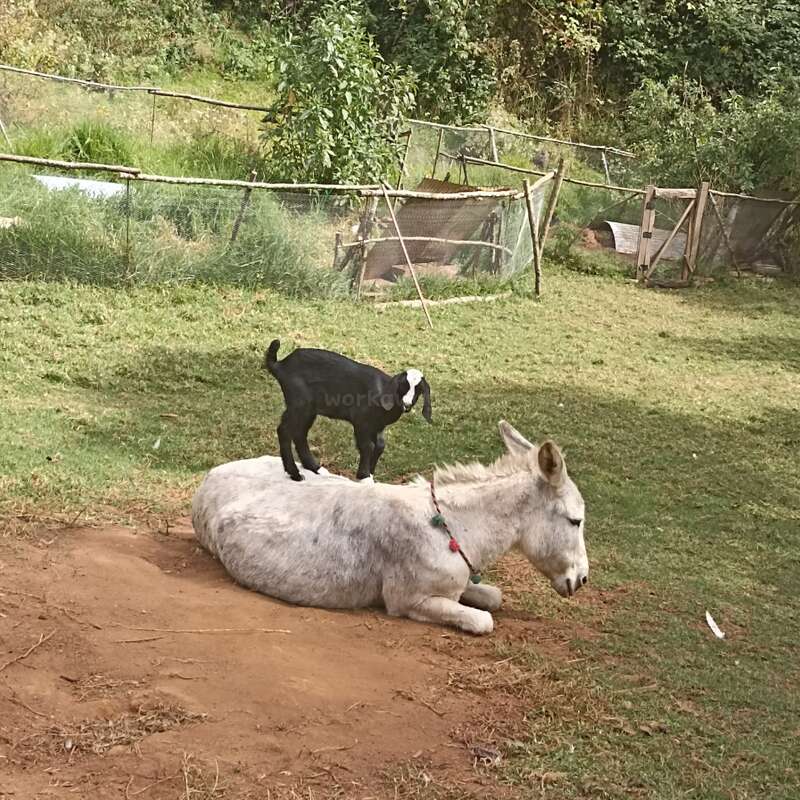 Dans un pré verdoyant, un âne blanc est couché par terre tandis qu'une petite chèvre noire se tient debout sur son dos d'un air espiègle, au milieu de la verdure et d'une clôture.