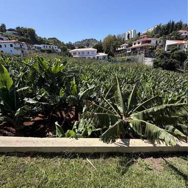 Une plantation de bananiers luxuriante s'étend au premier plan, tandis que des maisons blanches et aux couleurs pastel parsèment le flanc de la colline sous un ciel bleu limpide, dégageant une atmosphère de tranquillité.