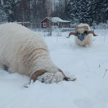 Duas ovelhas fofas com grandes chifres encaracolados estão na neve profunda. Uma ovelha tem o rosto enterrado na neve, enquanto a outra observa. Uma cabana ao fundo.