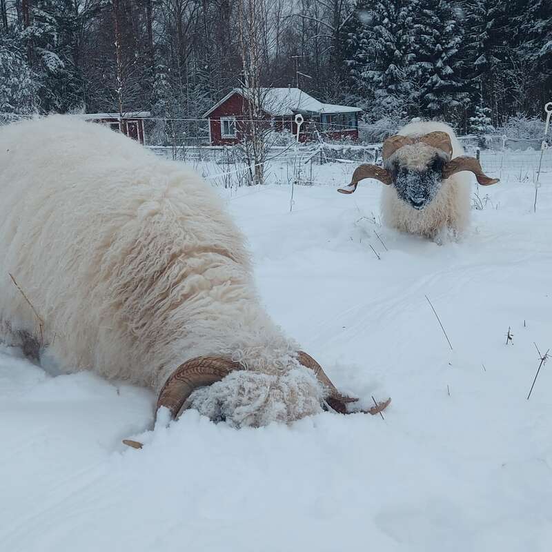 Two fluffy sheep with large curly horns stand in deep snow. One sheep's face is buried in the snow, while the other looks on. A cabin behind.