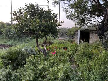 A lush garden with tall grass, wildflowers, a lemon tree, a small stone shed, and a pink flamingo ornament create a whimsical, peaceful scene.