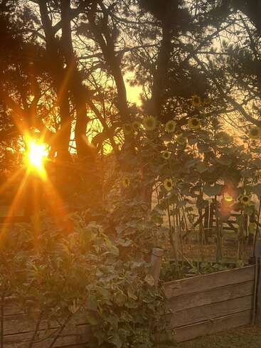 Golden sunlight beams through tall trees, illuminating a garden bed filled with blooming sunflowers and lush green plants, creating a warm, tranquil, and enchanting atmosphere.