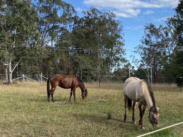Dos caballos pastan tranquilamente en un prado rodeado de árboles, bajo un cielo azul con algunas nubes dispersas, cercado por una valla de alambre blanco, en una imagen que transmite tranquilidad.