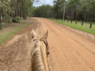 La vista de un jinete a lomos de su caballo en un camino de tierra que serpentea por una zona boscosa, con hierba verde, árboles y un entorno natural y tranquilo a lo lejos.