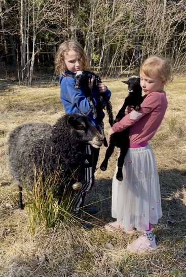 Deux enfants se tiennent debout à l'extérieur, tenant chacun un agneau noir dans les bras. Un mouton noir adulte se tient près d'eux. De l'herbe sèche et quelques arbres clairsemés composent l'arrière-plan.