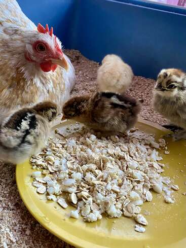 Une mère poule et ses trois poussins duveteux se sont rassemblés autour d'une assiette jaune, picorant un mélange d'avoine et de nourriture dans un enclos bleu.