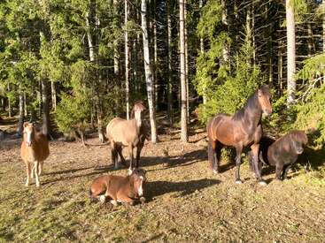 Cinq chevaux se tiennent debout et se reposent dans une clairière ensoleillée, entourés de grands arbres verts. La lumière du soleil filtre à travers les branches, projetant de douces ombres sur le sol.