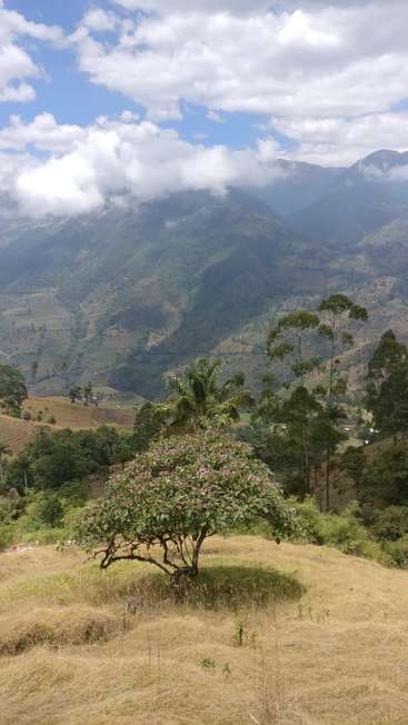 A imagem mostra uma paisagem serena com uma árvore com flores cor-de-rosa em primeiro plano, tendo como pano de fundo colinas e montanhas sob um céu azul com nuvens brancas.