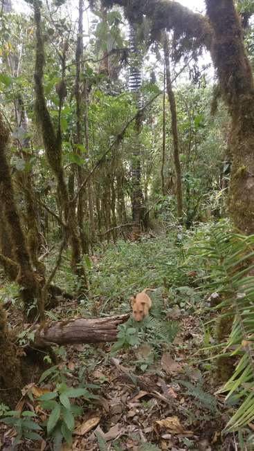A imagem mostra um pequeno cão bronzeado navegando em uma floresta densa, cercado por vegetação e árvores exuberantes, com um tronco caído no chão.