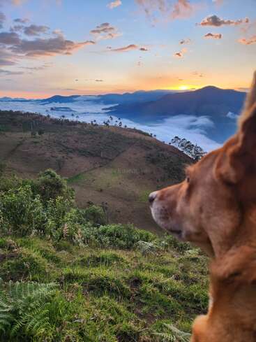 Ein brauner Hund blickt bei Sonnenaufgang auf eine atemberaubende Berglandschaft. Nebel füllt die Täler, üppig grüne Hügel und Palmen sorgen für heitere Schönheit. Ein friedlicher Moment.
