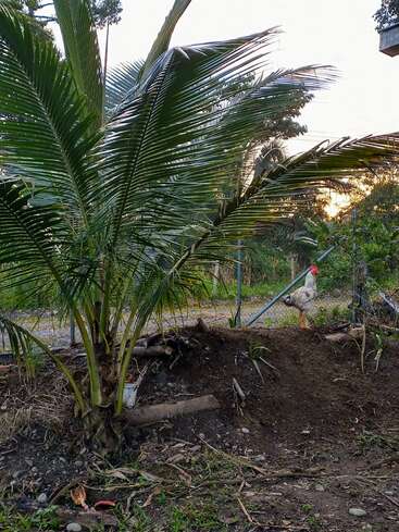 The image depicts a serene outdoor setting, featuring a palm tree, a rooster standing on a mound of dirt, and a fence in the background, set against a gray sky.