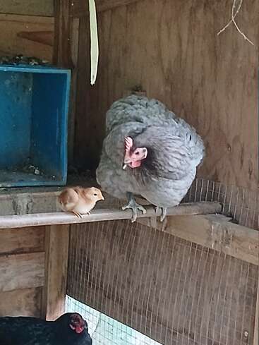 A fluffy gray hen and a small yellow chick perch together on a wooden beam inside a chicken coop, with another black chicken below them.