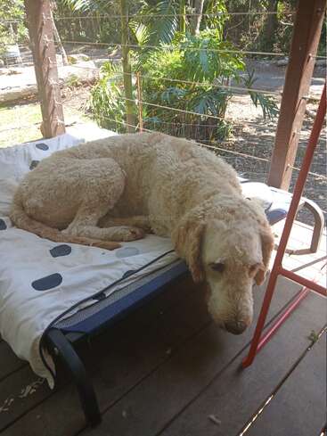 A large, curly-haired dog lies on a cushioned bed on a wooden porch, looking relaxed and sleepy, surrounded by green plants and outdoor scenery.