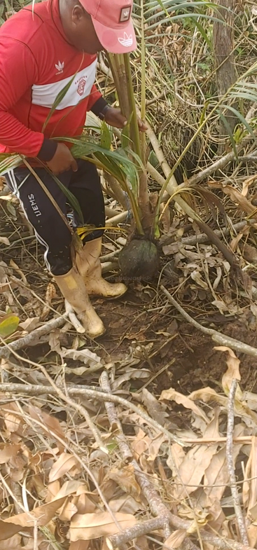 A person wearing a red shirt, black pants, and yellow boots is planting or tending a young palm tree among dry leaves and branches outdoors.
