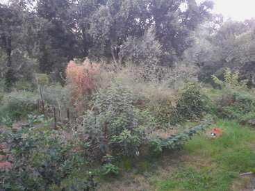 Un exuberante jardín lleno de plantas altas y verdes, malas hierbas y arbustos, rodeado de densos árboles. Un pequeño objeto rojo yace en el suelo cubierto de hierba.