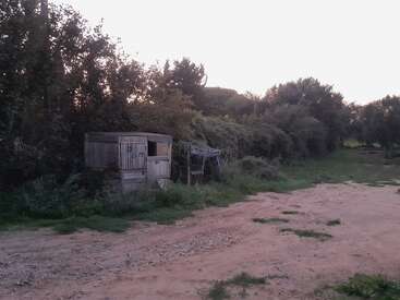 Un viejo cobertizo de madera se alza junto a un camino cubierto de maleza, rodeado de denso follaje y árboles. El camino de tierra se curva, iluminado tenuemente por el sol poniente.