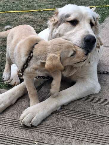 A gentle, loving puppy nuzzles the face of a larger, calm dog. Both dogs are laying outdoors on the grass and pavement, wearing chain collars.