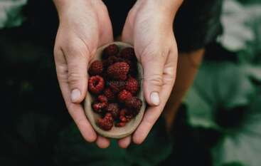 A pair of hands gently holds a small, wooden bowl filled with freshly picked raspberries. The background is blurred greenery, creating a natural, organic feel.