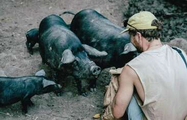 A man wearing a cap kneels on dirt, feeding several large black pigs gathered around him. The setting appears rustic, outdoors, and the pigs look curious.