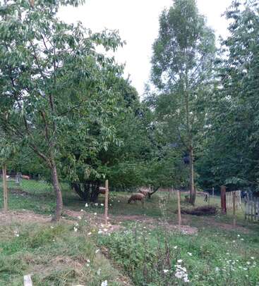 Eine friedliche, grüne Landschaft mit eingezäuntem Grasland, Bäumen und grasenden Schafen. Im Vordergrund blühen Wildblumen und schaffen eine ruhige, ländliche Atmosphäre.
