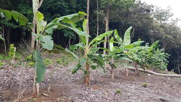 Una hilera de plataneros jóvenes crece en una zona despejada, ligeramente inclinada, cerca de un bosque. El suelo es marrón y está escasamente cubierto de vegetación.