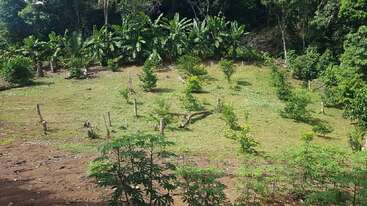 Un pequeño y frondoso campo verde con árboles y plantas jóvenes, delimitado por postes de madera y densa vegetación al fondo, bajo la luz natural del sol en un entorno tropical.