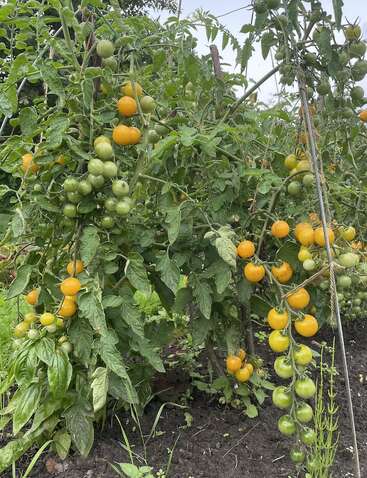 Un plant de tomates en pleine forme pousse dans un jardin, chargé de grappes de petites tomates jaunes et vertes au milieu d'un feuillage luxuriant, soutenu par des tuteurs et de la ficelle.