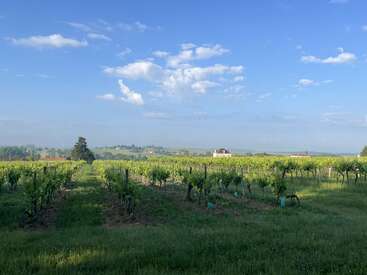 Unter einem strahlend blauen Himmel erstrecken sich Reihen grüner Weinreben über einen üppigen Weinberg. Sanfte Hügel und ein weit entferntes Haus runden das friedliche Bild ab.