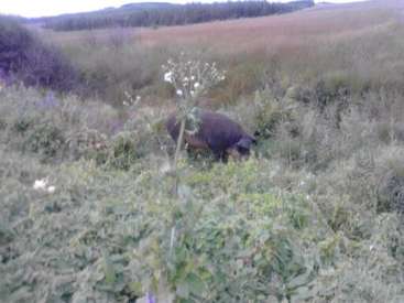 The image depicts a wild boar foraging in a field, with a blurry and low-quality appearance, featuring a mix of green and brown vegetation.