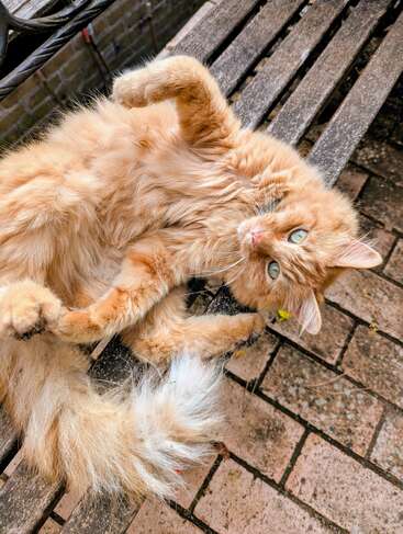 Um gato laranja fofo com olhos verdes brilhantes descansa em um banco de madeira, de barriga para cima, parecendo relaxado e brincalhão, com sua cauda macia enrolada.