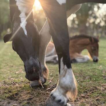 Un primer plano de un caballo blanco y negro pastando, con la luz del sol filtrándose a través de él. Al fondo, un caballo marrón yace tranquilamente sobre la hierba.