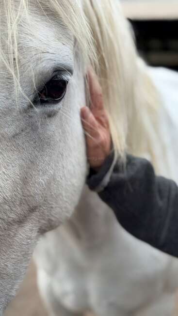 Una foto en primer plano en la que se ve una mano acariciando con delicadeza el rostro de un caballo blanco, resaltando la mirada tranquila del animal, su pelaje suave y la relación de confianza que se establece entre ambos.