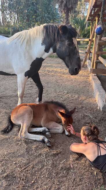 Una mujer acaricia con delicadeza a un potro que descansa, mientras un gran caballo blanco y negro se mantiene cerca, en actitud protectora, en un tranquilo entorno al aire libre bañado por el sol.