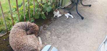 Das Bild zeigt eine Katze und einen Hund, die zusammen auf dem Boden sitzen, wobei die Katze auf der linken und der Hund auf der rechten Seite in die Kamera schauen.