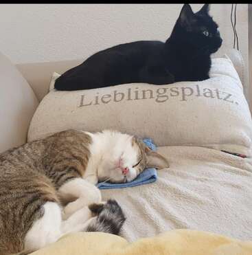 Das Bild zeigt zwei Katzen, die sich auf einer Couch ausruhen. Die eine liegt auf einem Kissen, die andere hat sich auf einer Decke zusammengerollt und beide wirken entspannt und zufrieden.