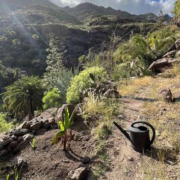 A luz do sol penetra por uma paisagem montanhosa, iluminando as plantas verdes e uma pequena muda de bananeira. Um regador preto repousa sobre o solo seco, cercado por pedras.