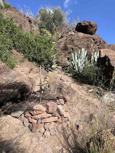 Esta imagem mostra uma encosta rochosa com arbustos verdes espalhados, cactos e agaves. Uma pequena árvore jovem está cercada por uma barreira circular de pedra.