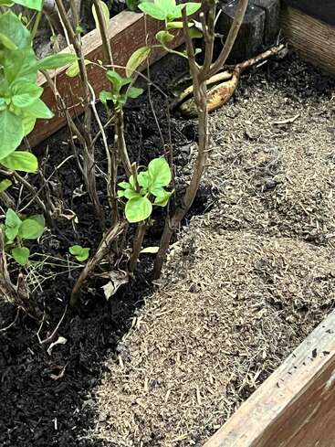Essa foto mostra um canteiro elevado com plantas verdes, terra escura e uma cobertura morta seca e acastanhada. Uma casca de banana podre está perto do canto.