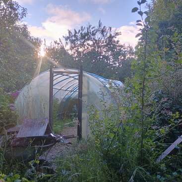 A plastic greenhouse tunnel sits amidst overgrown greenery and wild plants. Sunlight filters through trees, casting a soft, tranquil glow in this secluded garden scene.