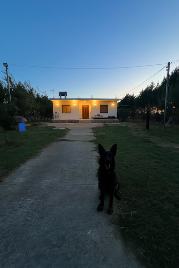 Une maison blanche moderne est chaleureusement éclairée au crépuscule, entourée d'arbres et d'herbe. Un chien noir est assis attentivement sur le chemin menant à l'entrée.