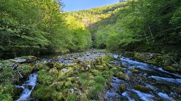 A serene forest scene with a clear, flowing stream, moss-covered rocks, and lush green trees under a bright blue sky, radiating tranquility and natural beauty.