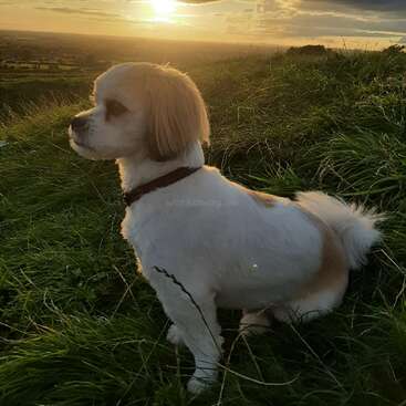 The image depicts a small white dog with brown ears sitting in a grassy field, gazing at the sunset, with a serene and peaceful atmosphere.