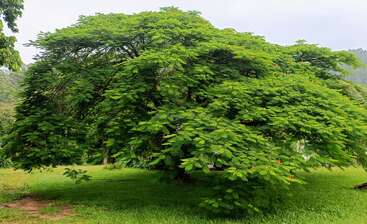A large, lush tree with wide-spreading branches and dense green foliage stands in a grassy field, providing abundant shade and a serene, natural atmosphere.