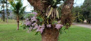 A tree trunk hosts beautiful clusters of light purple flowers and green leaves. Surrounding is a grassy lawn with tropical trees, against a scenic, natural backdrop.