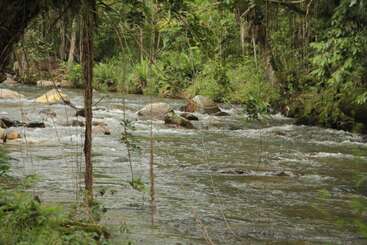 A tranquil river flows through a lush, green forest. Rocks break the gentle current, and overhanging branches add to the serene, untouched natural beauty here.