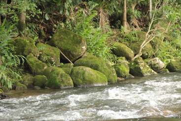 A clear, fast-flowing river passes mossy green rocks by the forested bank. Lush vegetation surrounds the scene, creating a peaceful and natural environment.