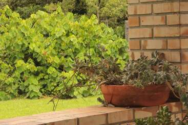 A terracotta pot filled with succulents sits on a brick porch ledge, overlooking a lush green garden with dense foliage on a bright, sunny day.