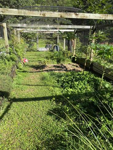 Ein üppiger, grüner Garten, umgeben von einem Holzrahmen und Netzen, voller verschiedener Pflanzen, Bäume und grüner Bodendecker unter strahlendem Sonnenschein. Eine friedliche Szene.